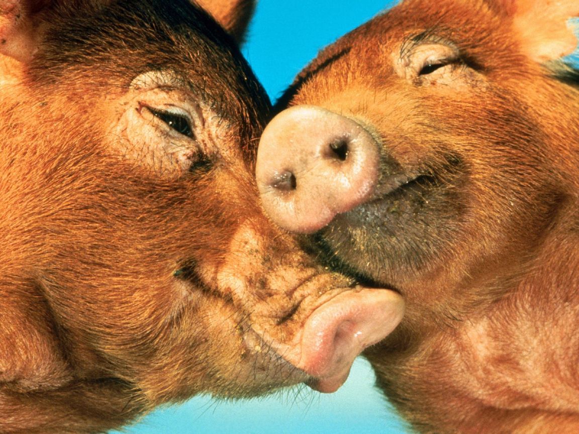 Две влюбленные свиньи